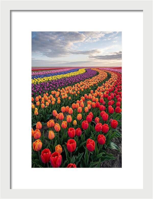 Tulip Rainbow Fields