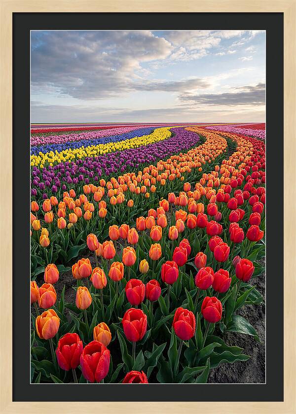 Tulip Rainbow Fields