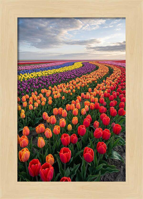Tulip Rainbow Fields