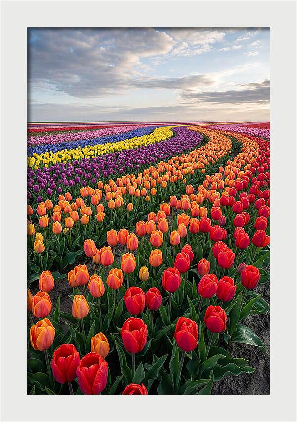 Tulip Rainbow Fields