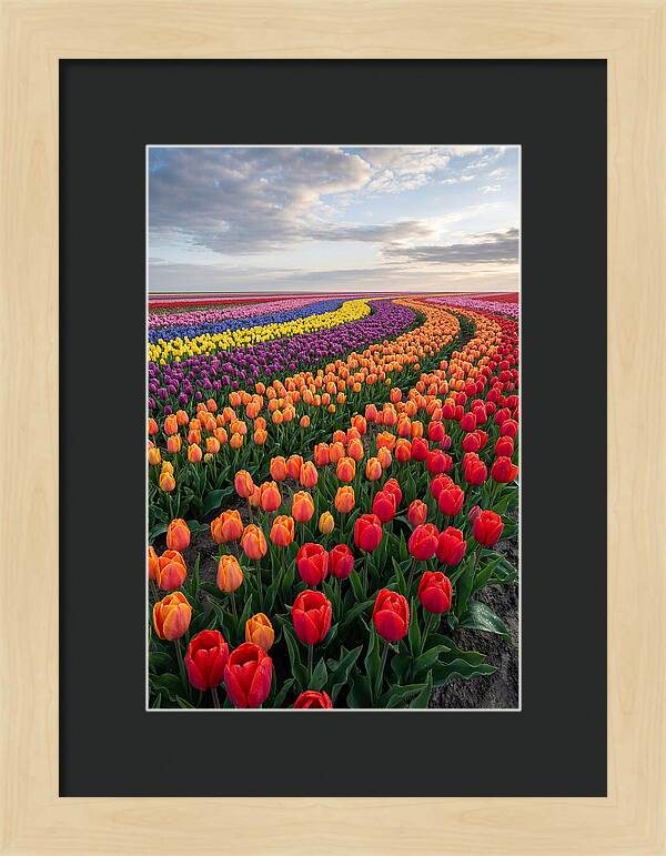 Tulip Rainbow Fields