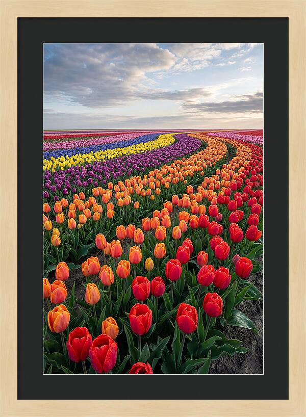Tulip Rainbow Fields