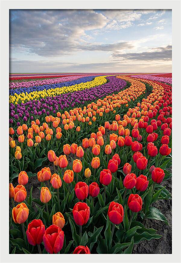 Tulip Rainbow Fields