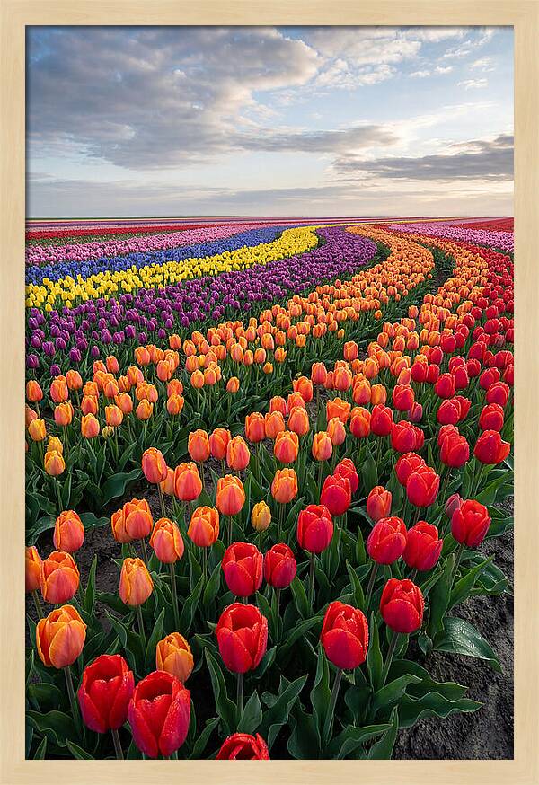 Tulip Rainbow Fields