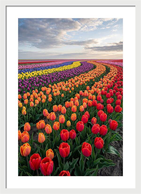 Tulip Rainbow Fields