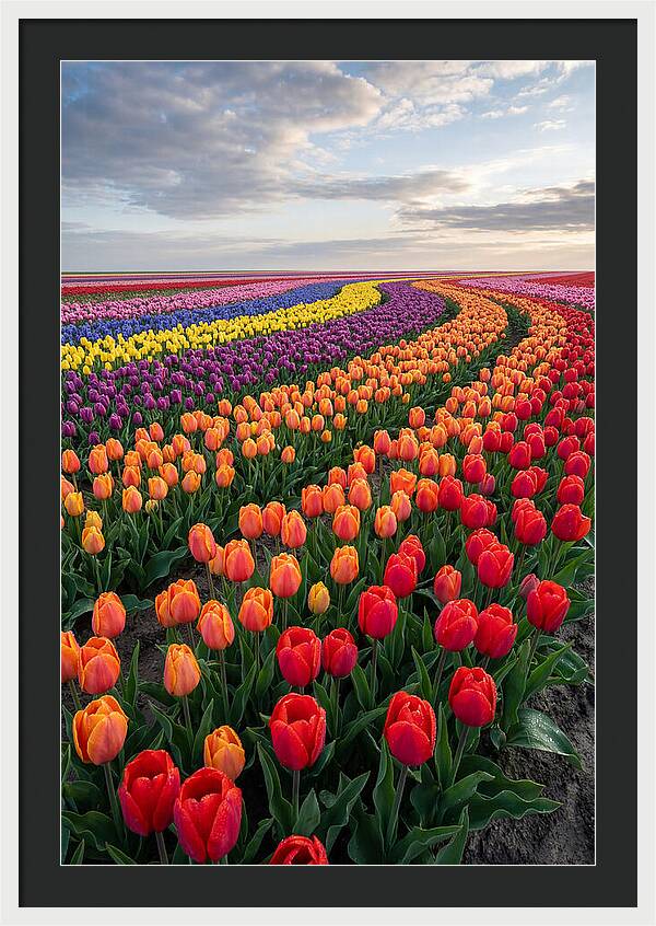 Tulip Rainbow Fields