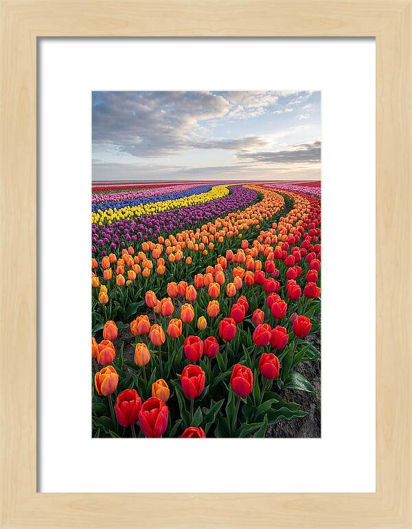 Tulip Rainbow Fields
