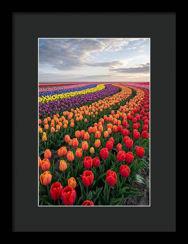 Tulip Rainbow Fields