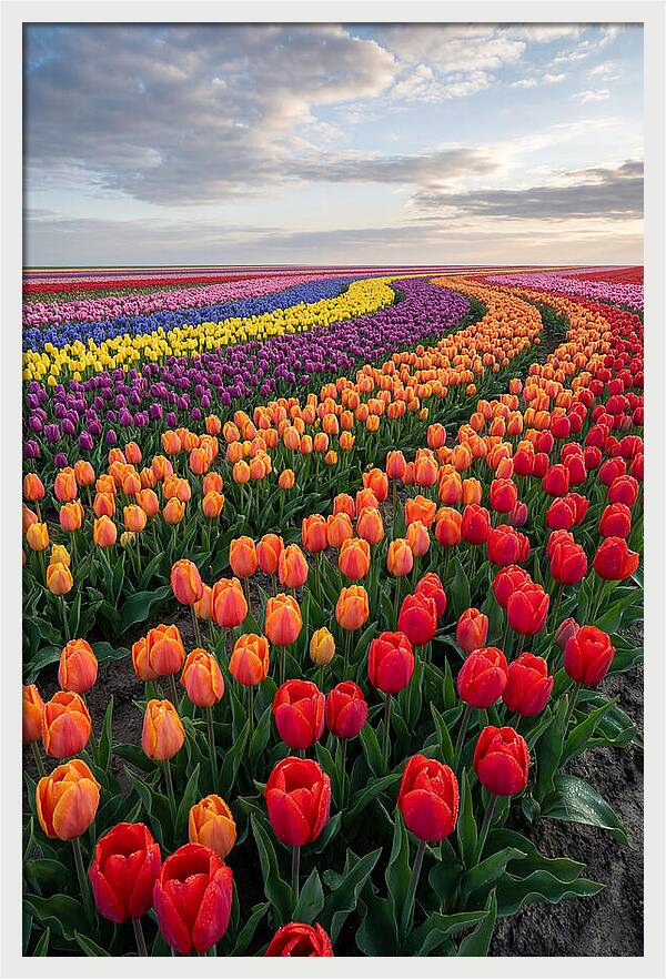 Tulip Rainbow Fields