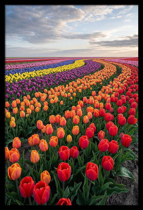 Tulip Rainbow Fields