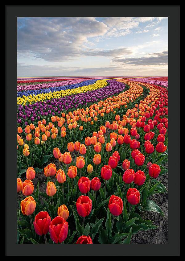Tulip Rainbow Fields