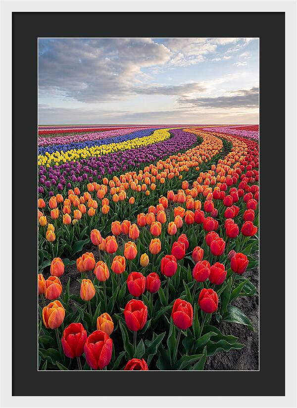 Tulip Rainbow Fields