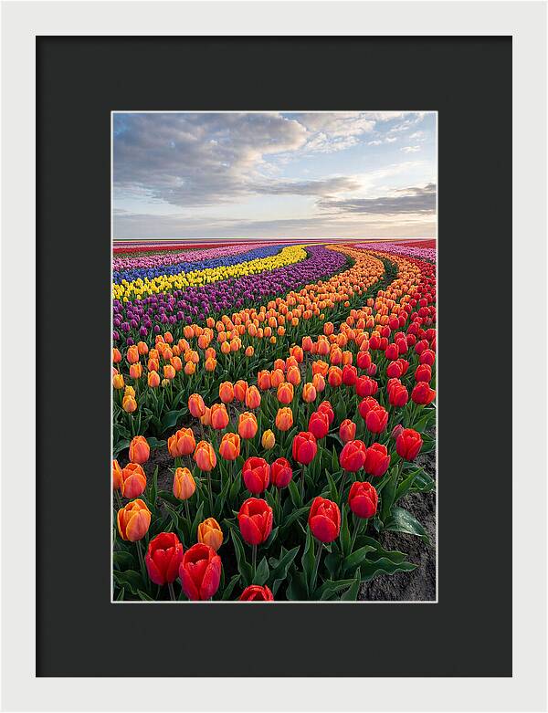 Tulip Rainbow Fields