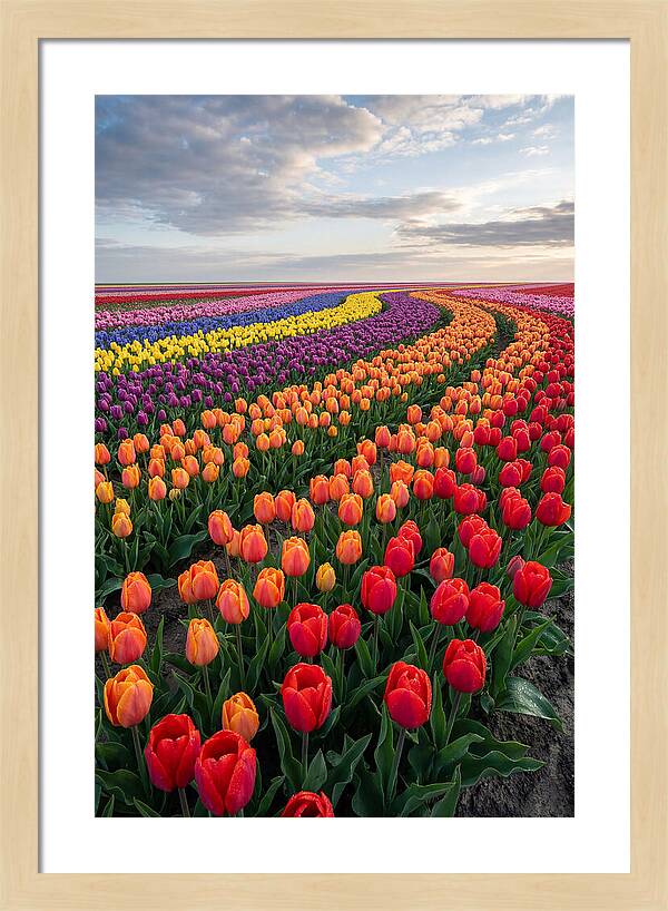 Tulip Rainbow Fields