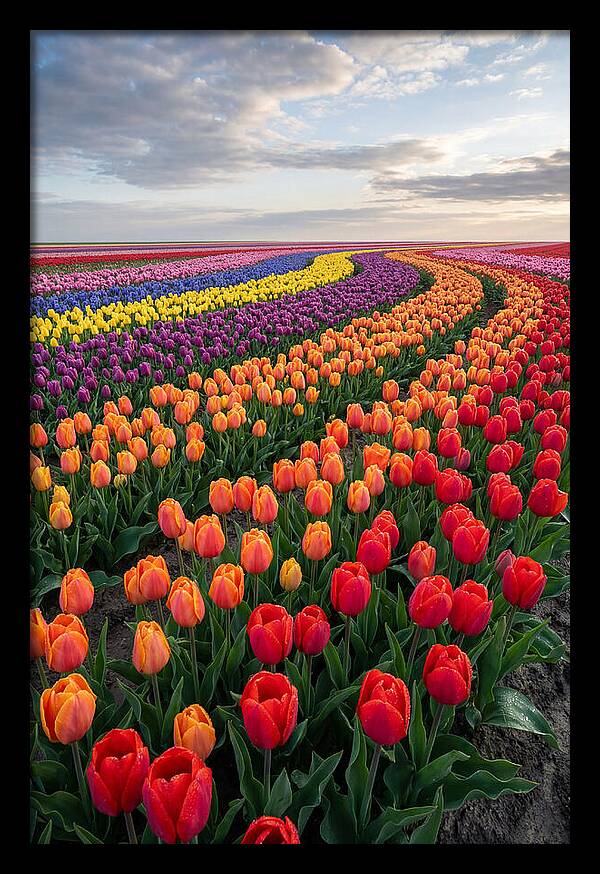 Tulip Rainbow Fields