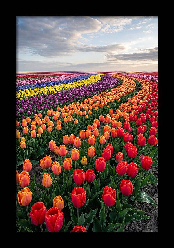 Tulip Rainbow Fields