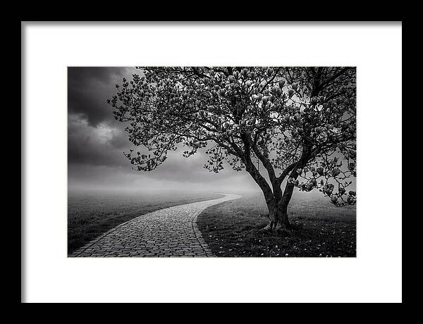Tulip Tree In Misty Landscape