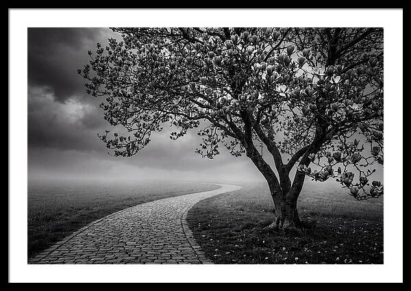 Tulip Tree In Misty Landscape