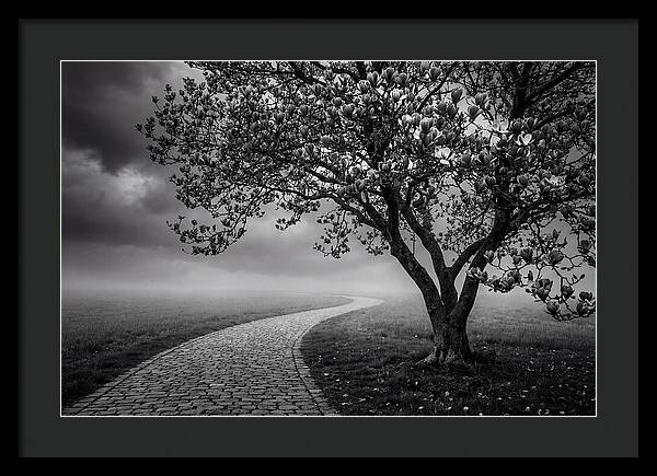 Tulip Tree In Misty Landscape
