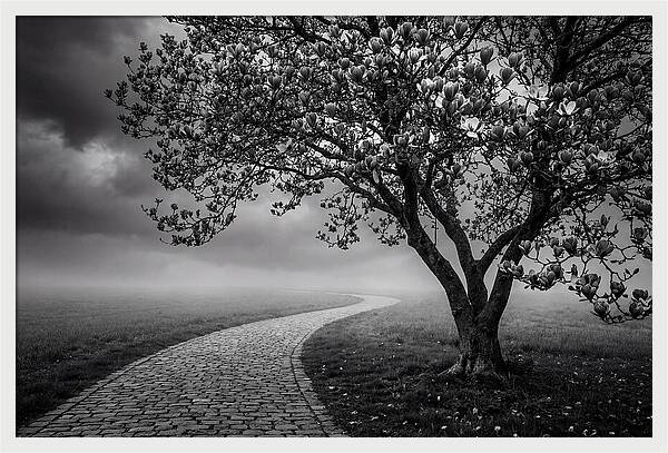 Tulip Tree In Misty Landscape