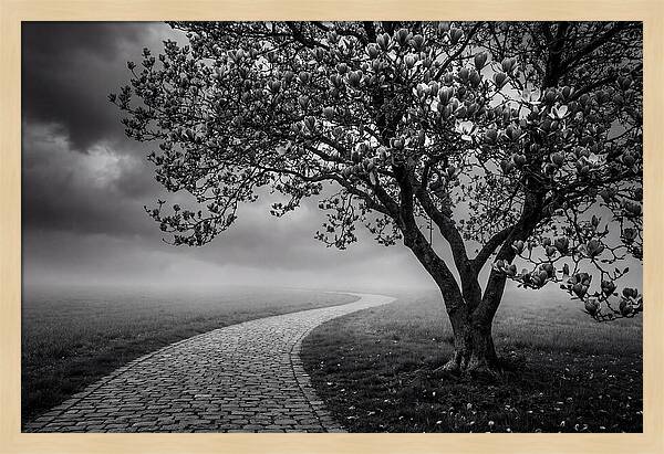 Tulip Tree In Misty Landscape