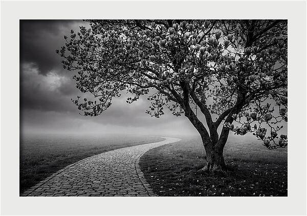 Tulip Tree In Misty Landscape