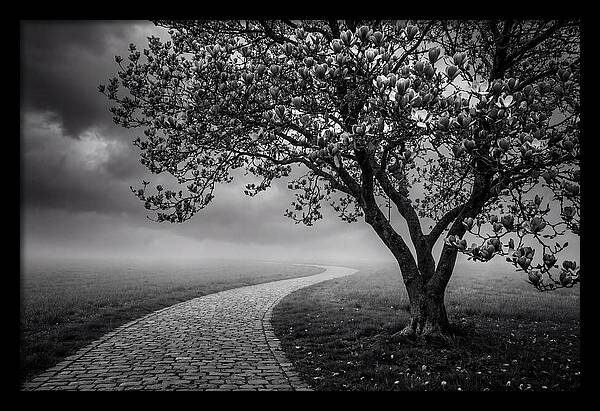 Tulip Tree In Misty Landscape