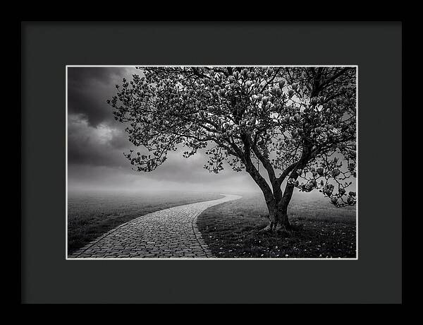 Tulip Tree In Misty Landscape