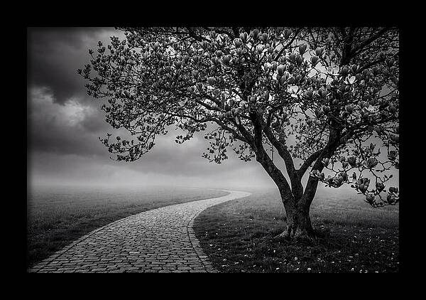 Tulip Tree In Misty Landscape