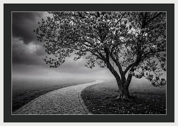 Tulip Tree In Misty Landscape