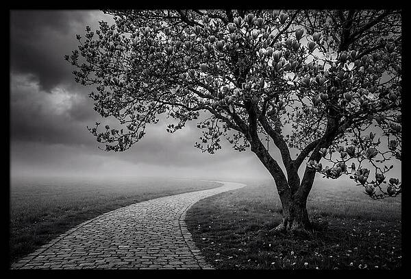 Tulip Tree In Misty Landscape