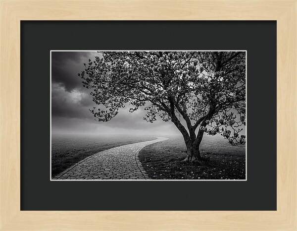 Tulip Tree In Misty Landscape