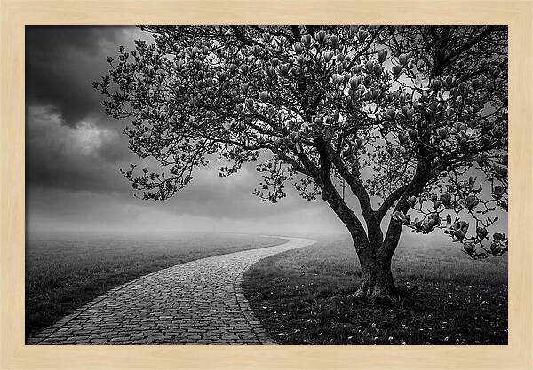 Tulip Tree In Misty Landscape
