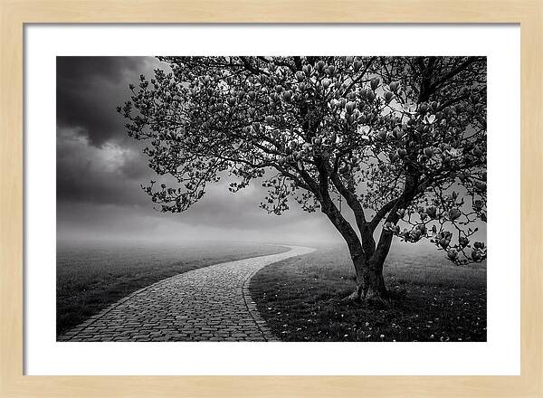 Tulip Tree In Misty Landscape