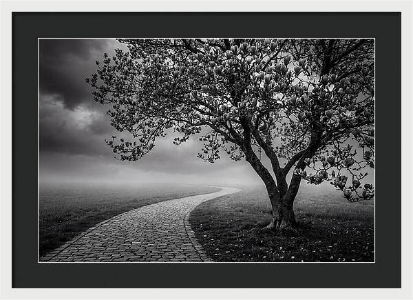 Tulip Tree In Misty Landscape