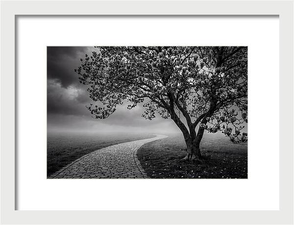 Tulip Tree In Misty Landscape