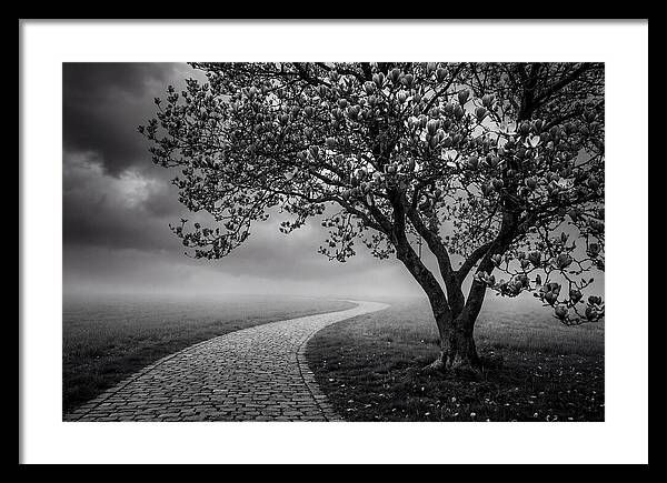 Tulip Tree In Misty Landscape