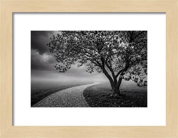 Tulip Tree In Misty Landscape