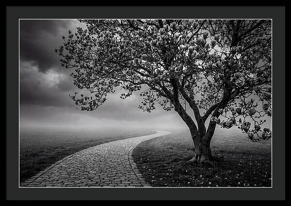 Tulip Tree In Misty Landscape