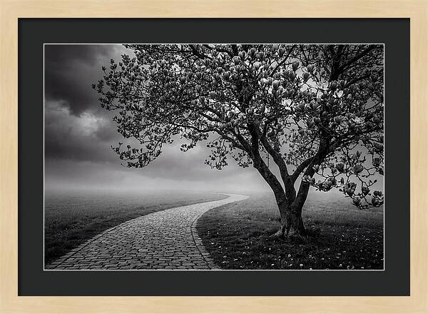 Tulip Tree In Misty Landscape