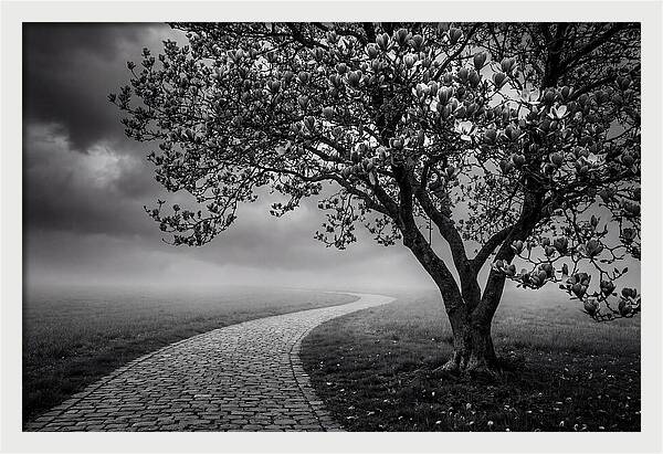Tulip Tree In Misty Landscape