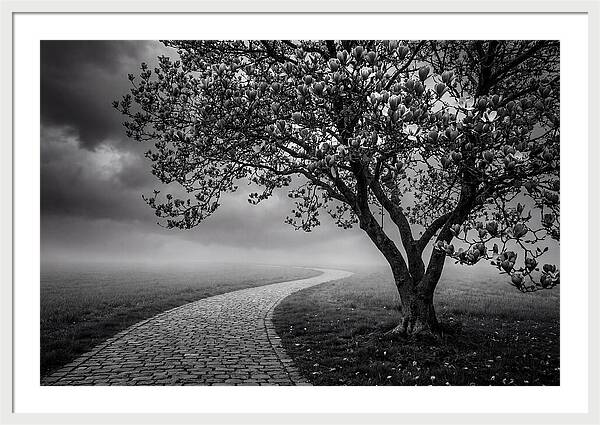 Tulip Tree In Misty Landscape