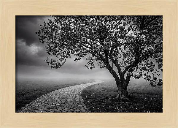 Tulip Tree In Misty Landscape