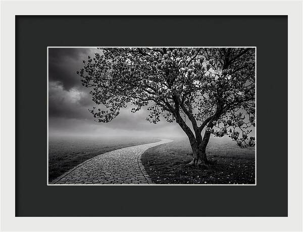 Tulip Tree In Misty Landscape