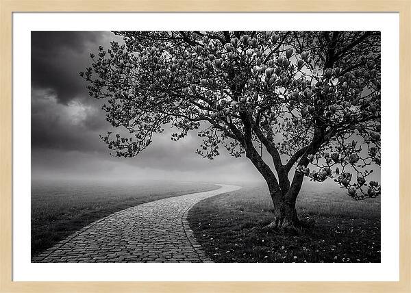 Tulip Tree In Misty Landscape