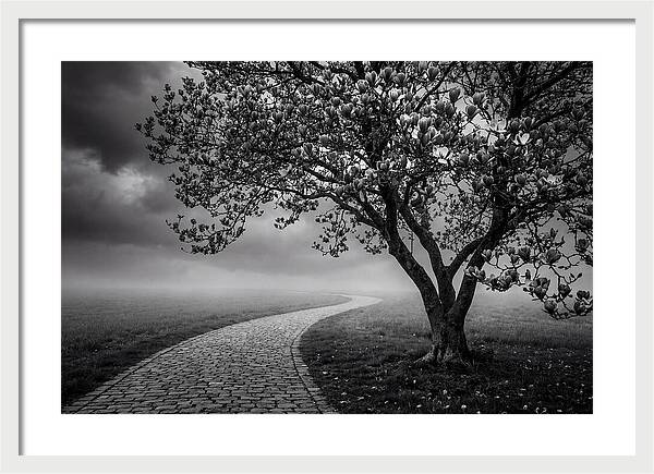 Tulip Tree In Misty Landscape