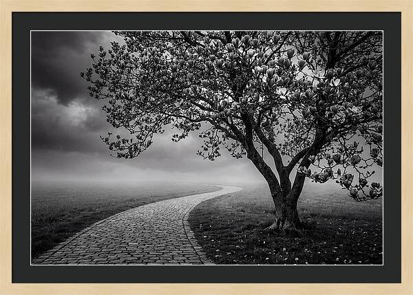 Tulip Tree In Misty Landscape