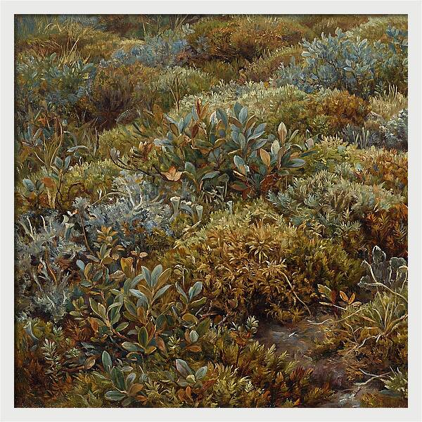 Tundra Moss Landscape
