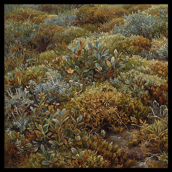 Tundra Moss Landscape
