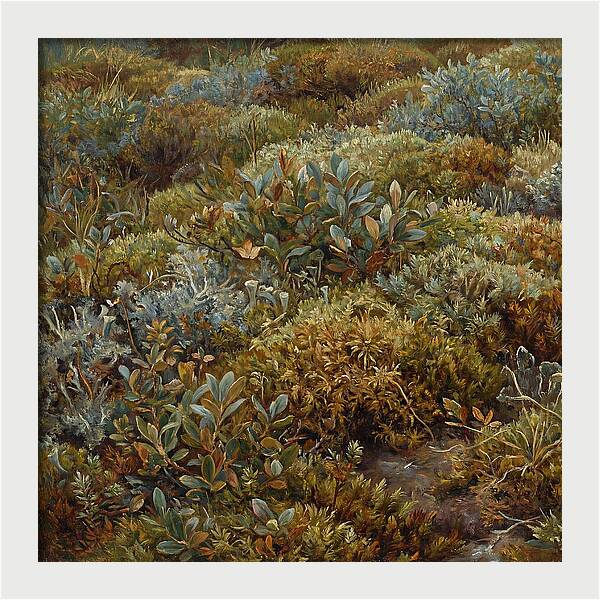 Tundra Moss Landscape